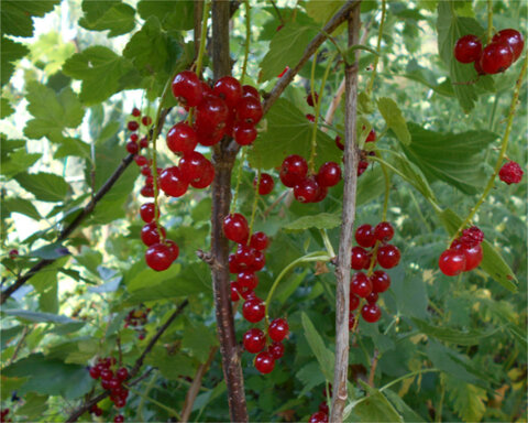 images/stories/virtuemart/category/FruitingBushesCover