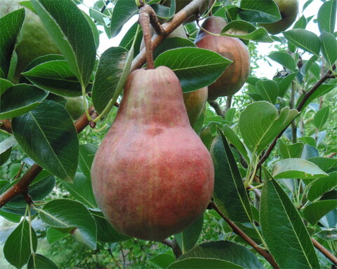 images/stories/virtuemart/category/pearcover