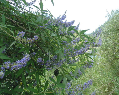 images/stories/virtuemart/category/perennialherbcover