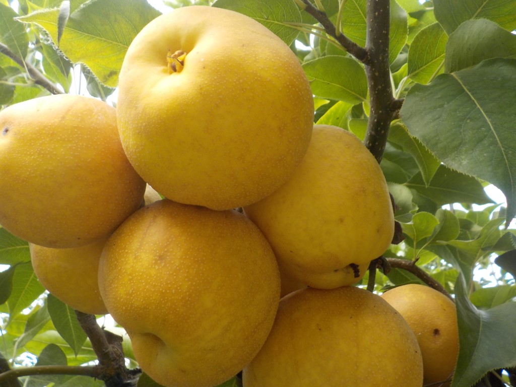 fruitwood_image_unavailable3