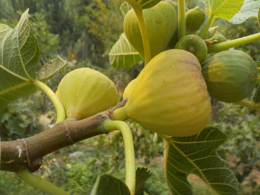 fruitwood_image_unavailable3