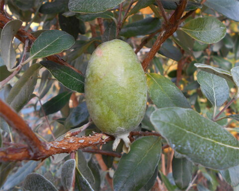 fruitwood_image_unavailable3