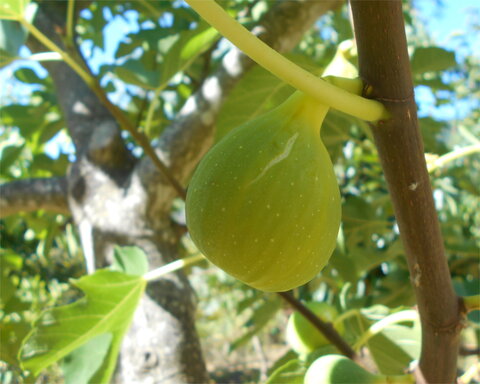 images/stories/virtuemart/product/Altreano