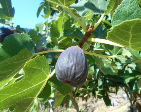 images/stories/virtuemart/product/BlackJack