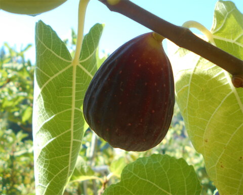 fruitwood_image_unavailable3