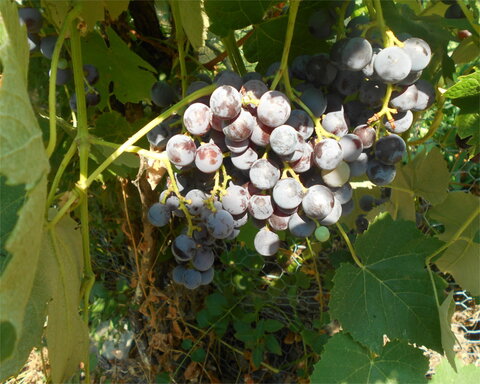 images/stories/virtuemart/product/BlackMorrocco