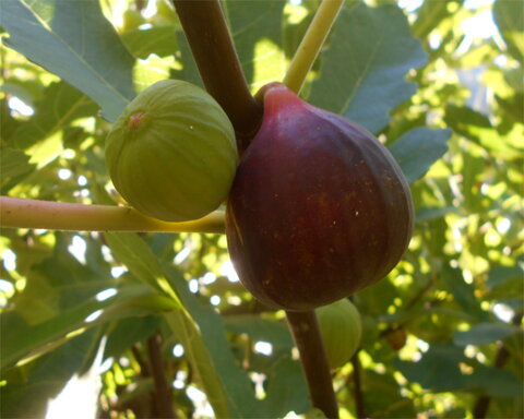 fruitwood_image_unavailable3