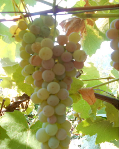 images/stories/virtuemart/product/Canadice