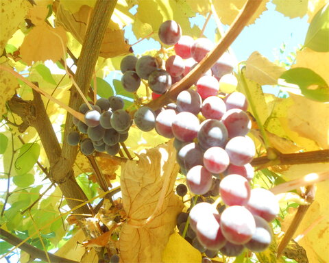 images/stories/virtuemart/product/Catawba