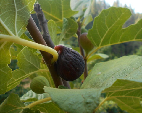 images/stories/virtuemart/product/ChicagoHardy