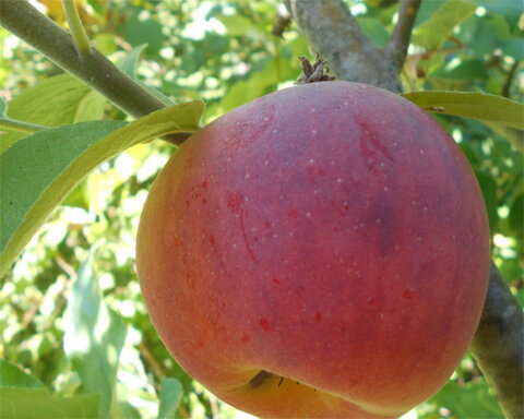 images/stories/virtuemart/product/Cortland