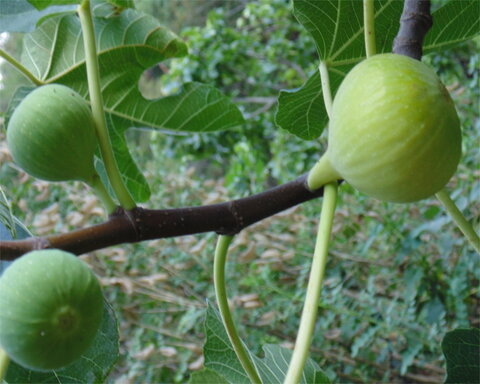 fruitwood_image_unavailable3