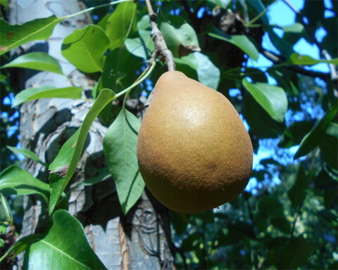 images/stories/virtuemart/product/DoyenneGris