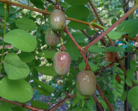 images/stories/virtuemart/product/DumbartonOaks