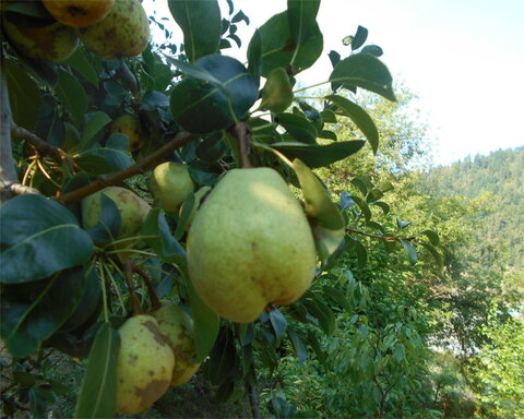 images/stories/virtuemart/product/EarlyHomestead