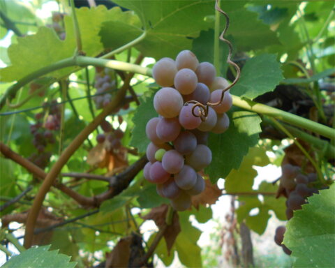 images/stories/virtuemart/product/Einset