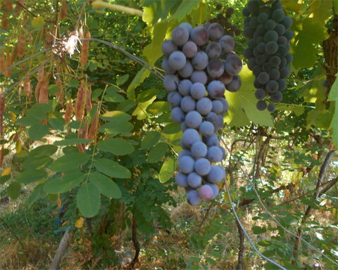 images/stories/virtuemart/product/HeavenlyBlue