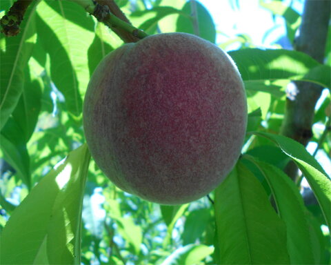 images/stories/virtuemart/product/Indianfree