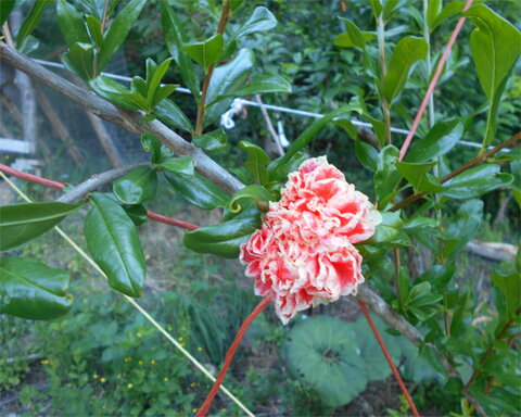 images/stories/virtuemart/product/Ki-Zakuro