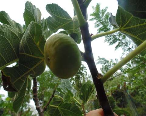 fruitwood_image_unavailable3