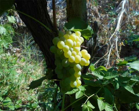 images/stories/virtuemart/product/LakeMont