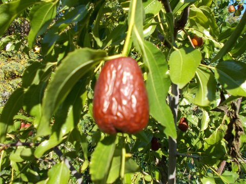 images/stories/virtuemart/product/Lang