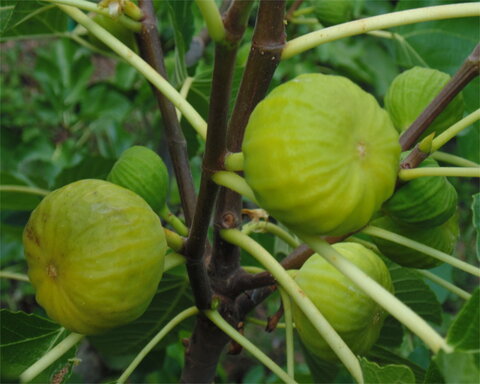 fruitwood_image_unavailable3