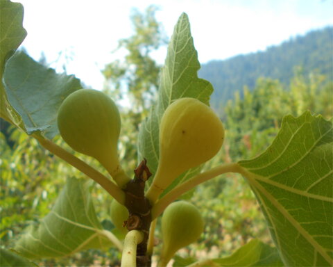 images/stories/virtuemart/product/Marrabout