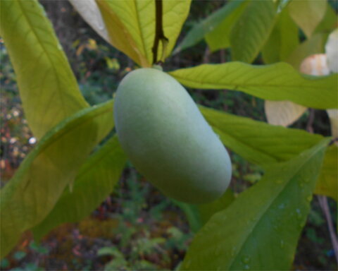 images/stories/virtuemart/product/NC1PP