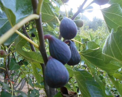 fruitwood_image_unavailable3