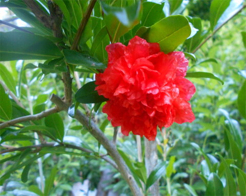 images/stories/virtuemart/product/NochiShibori