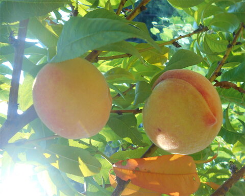 images/stories/virtuemart/product/OregonCurlFree