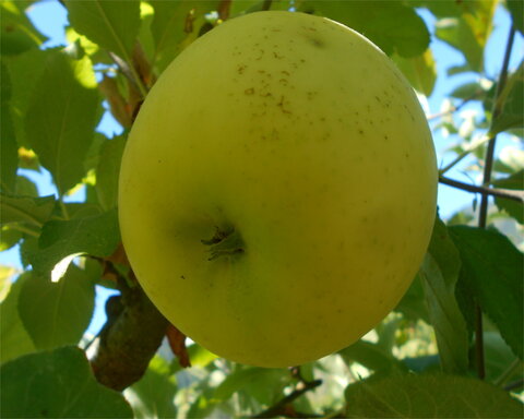 images/stories/virtuemart/product/PacificGold