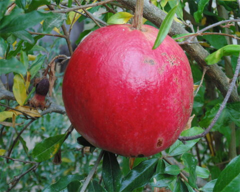 fruitwood_image_unavailable3