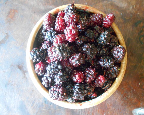 images/stories/virtuemart/product/PersianMulberry