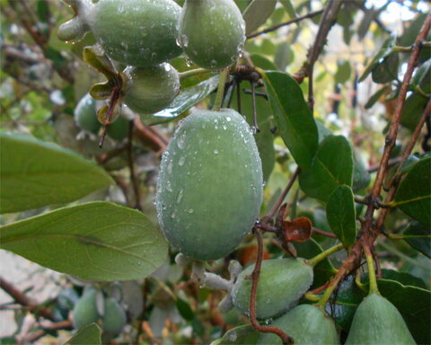 images/stories/virtuemart/product/PrecociousPG