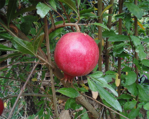 fruitwood_image_unavailable3