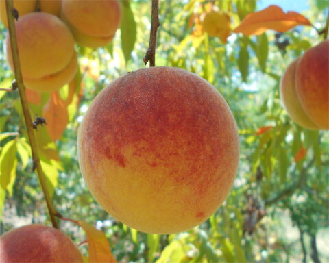 images/stories/virtuemart/product/RickLandt