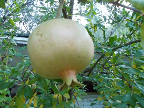 images/stories/virtuemart/product/Sirenevyi