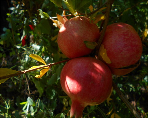 fruitwood_image_unavailable3