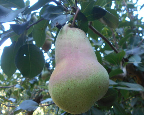 images/stories/virtuemart/product/StRemy