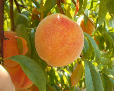 images/stories/virtuemart/product/StrahlPeach