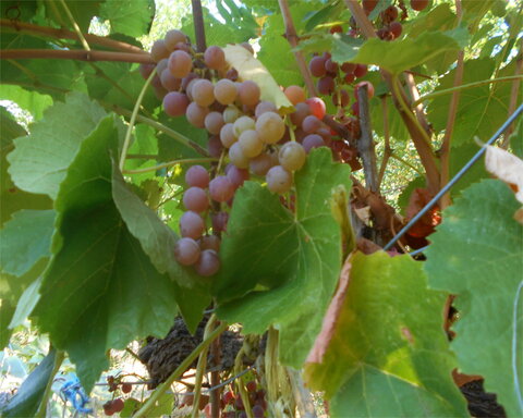 images/stories/virtuemart/product/SuffolkRed