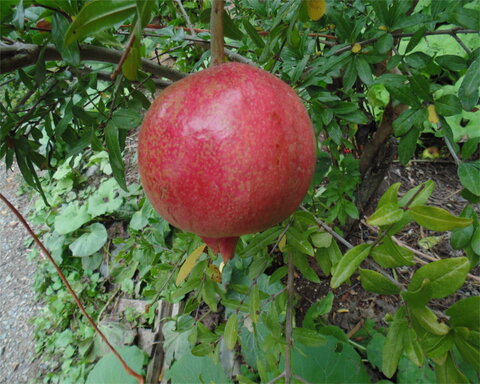 fruitwood_image_unavailable3