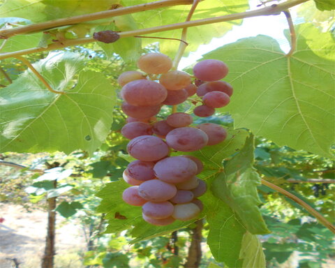 images/stories/virtuemart/product/SwensonRed