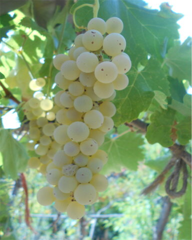 images/stories/virtuemart/product/Trebbiano
