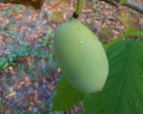 images/stories/virtuemart/product/WilsonPP