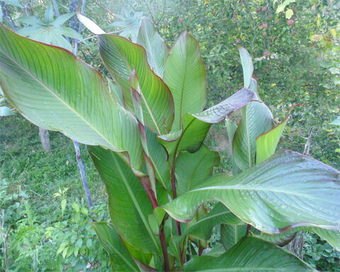 images/stories/virtuemart/product/achira