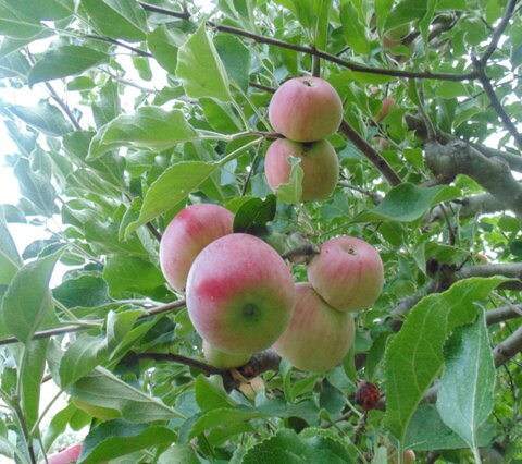 images/stories/virtuemart/product/akane