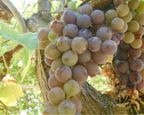 images/stories/virtuemart/product/alden